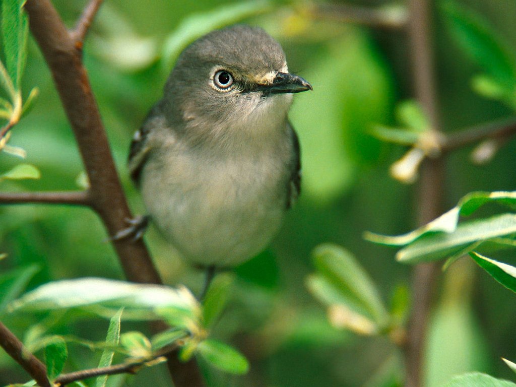 White-eyed Vireo